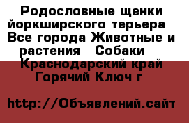 Родословные щенки йоркширского терьера - Все города Животные и растения » Собаки   . Краснодарский край,Горячий Ключ г.